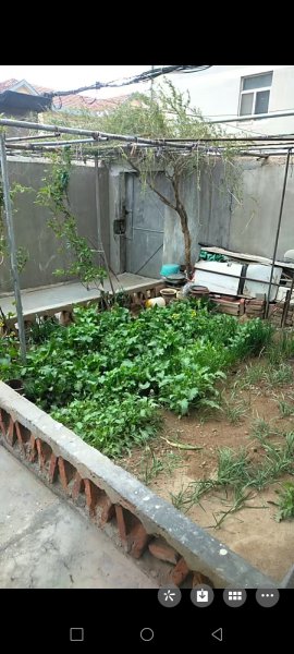 帶小院子一樓出租